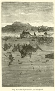 Heringe, die von Thunfischen angegriffen werden von European School