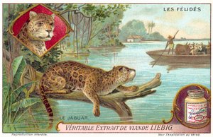Jaguar von European School