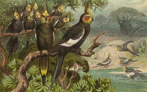 Keilschwanz-Kakadu, Corella von European School