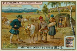 Lappen melken Rentiere von European School