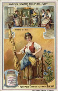 Leinen: Flachspflanze von European School