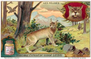 Luchs
