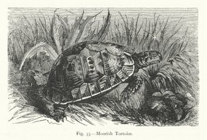 Maurische Schildkröte (Gravur)
