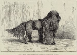 Nero, ein deutscher Schnurhaar-Pudel, auf der Berliner Internationalen Hundeausstellung (Gravur) von European School