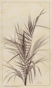 Palme, Chamaerops Exelsa