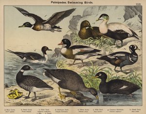 Palmipedes, Schwimmvögel von European School