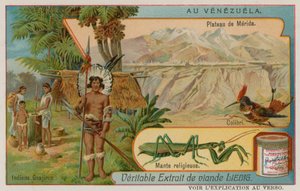 Plateau von Mérida mit Kolibri und Gottesanbeterin und Wayuu-Indianern von European School