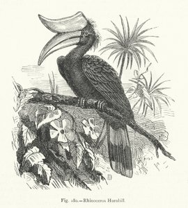Nashornvogel von European School