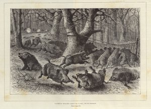Königliche Jagd