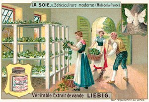 Seidenproduktion im Süden Frankreichs