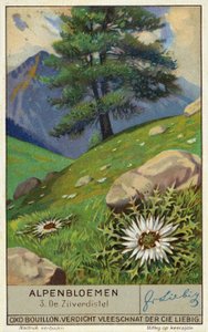 Silberdistel (Chromolithografie) von European School