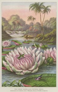 Die große Wasserlilie, Victoria Regia von European School