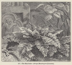 Die Alraune, Atropa Mandragora, Linnaeus von European School