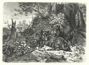 Der wilde Bär von European School