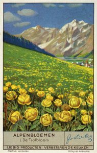 Trollblume (Chromolithografie) von European School