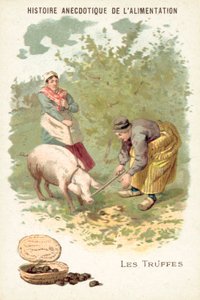 Trüffel