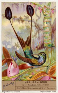 Weißfuß-Rackenschwanz (Spathura Underwoodii) (Chromolithografie) von European School