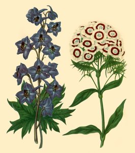 Rittersporn und Bartnelke: Delphinium elatum und Dianthus barbatus, 1805, 1946