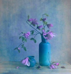 Blaue Magnolie Stillleben