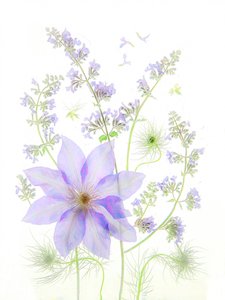 Zarte Lavendelblüten von Fangping Zhou