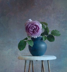 Serene Purpurrose von Fangping Zhou