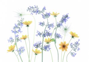 Wilde Wiesenblüten von Fangping Zhou