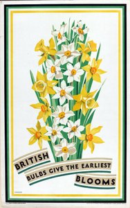Britische Zwiebeln bringen die frühesten Blüten, aus der Serie 