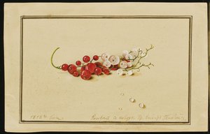 Rote und weiße Johannisbeeren, 1818 von Fedor Petrovich Tolstoy
