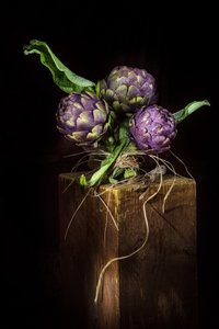 Elegante violette Artischocken