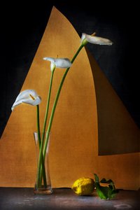 Gelassene Calla-Lilien Stillleben