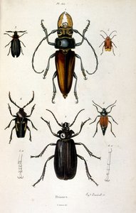 Botanische und zoologische Illustration von F. E. Guerin. Aus Dictionnaire pittoresque d