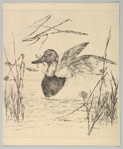 Ente, 1850-1914