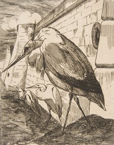 Die Störche von Felix Bracquemond