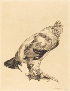 Der alte Hahn von Felix Bracquemond
