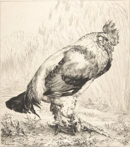 Der alte Hahn, 1882 von Felix Bracquemond