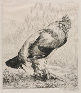 Der alte Hahn, 1882 von Felix Bracquemond
