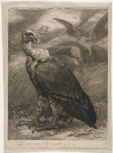 Geier von Felix Bracquemond