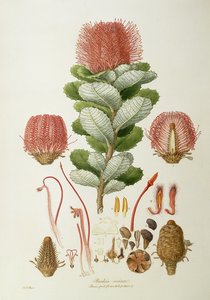 Banksia coccinea, aus 
