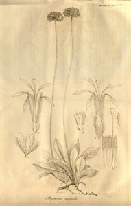 Tafel 28 aus Band X der Transactions of the Linnean Society of London, veröffentlicht 1811 von Ferdinand Bauer