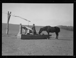 Pferd an der Wasserstelle