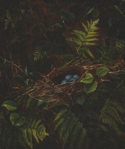 Vogelnest und Farne