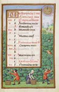 Ms 1058-1975 f9r Trauben ernten, illuminierte Kalenderseite für September, aus einem Stundenbuch, ca. 1500