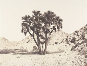 Umgebung von Fileh, Doum-Palme am Ostufer des Nils, 1851-52, gedruckt 1853-54