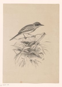 Zwei kleine Vögel auf einem Ast