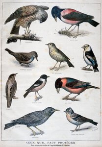 Vögel, die geschützt sind und in der Landwirtschaft hilfreich sind von Fortuné Méaulle