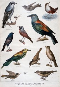 Vögel, die geschützt sind und in der Landwirtschaft hilfreich sind, 1897 von Fortuné Méaulle