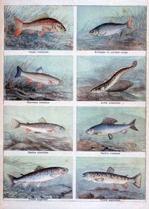 Süßwasserfische, 1898