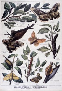 Schädliche Insekten: Raupen, Schmetterlinge und Motten, 1897