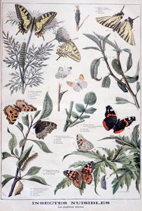 Schädliche Insekten: Tagfalter