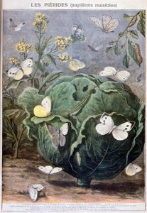Pieriden-Schmetterlinge, 1897